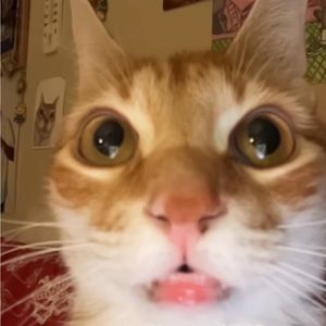 Meet your Posher, Lee